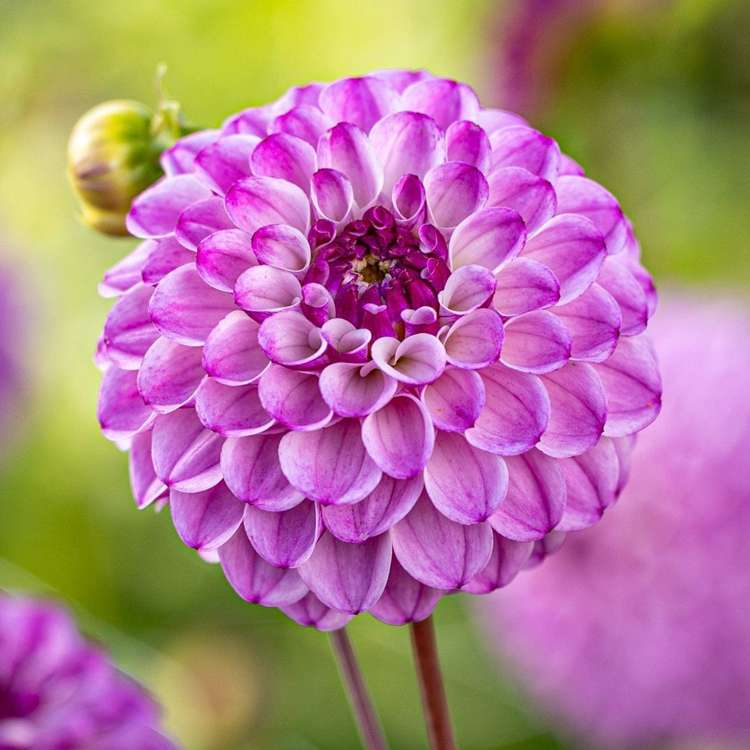 Dahlia 'Columbus'